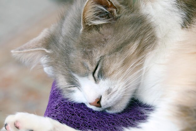 Foto nahaufnahme einer schlafenden katze