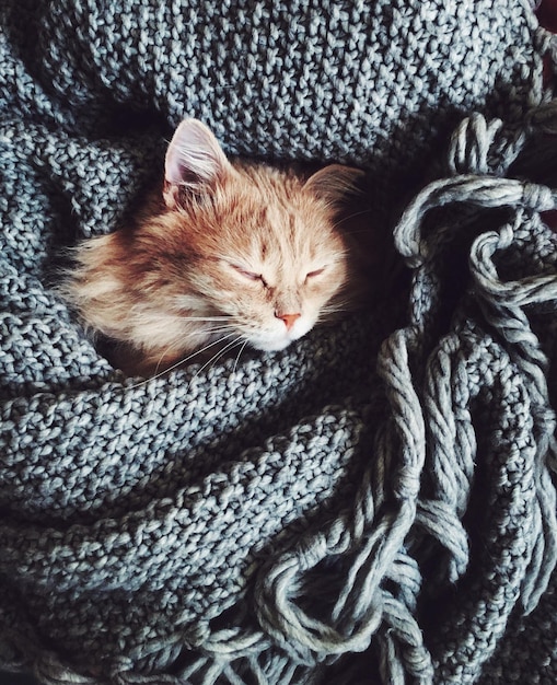 Nahaufnahme einer schlafenden Katze