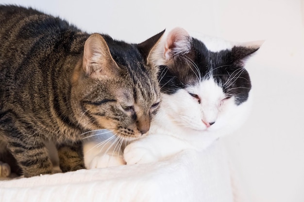 Foto nahaufnahme einer schlafenden katze