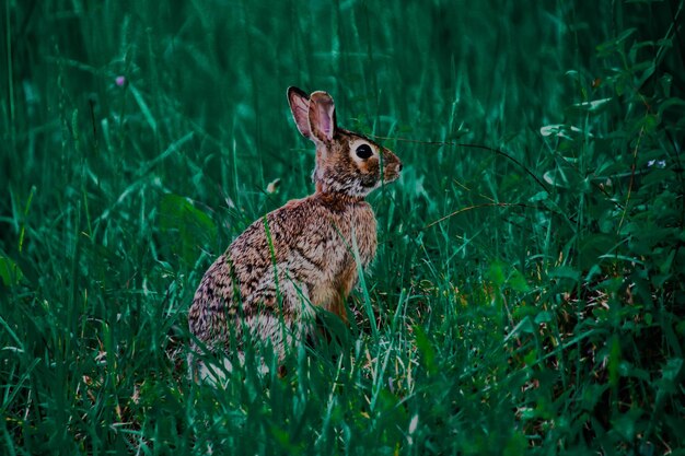 Nahaufnahme einer Schlange auf dem Gras