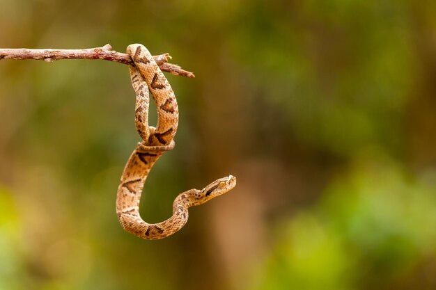 Foto nahaufnahme einer schlange, die am stamm hängt