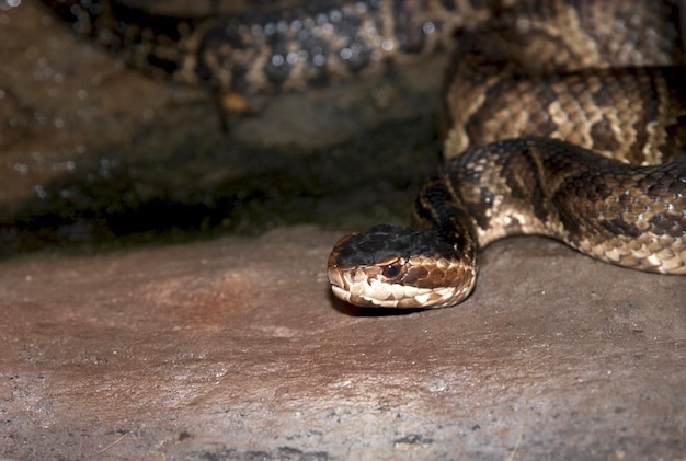 Nahaufnahme einer Schlange im Zoo