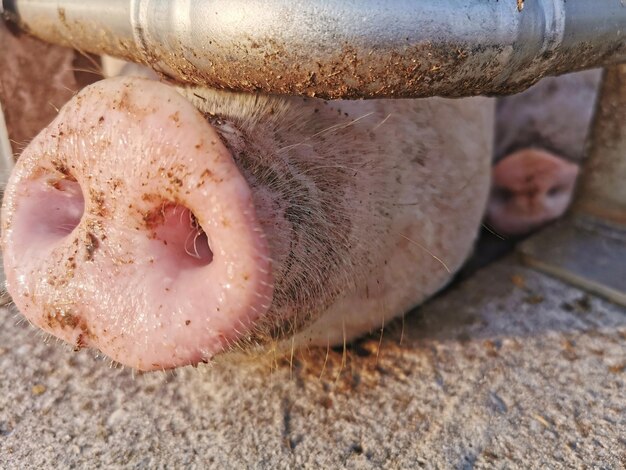 Foto nahaufnahme einer schlange