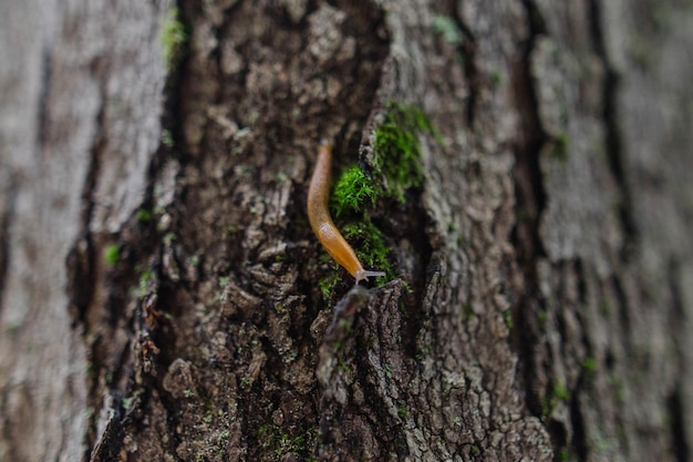 Nahaufnahme einer Schnecke am Baumstamm