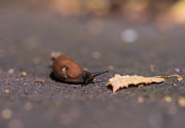 Foto nahaufnahme einer schnecke an land