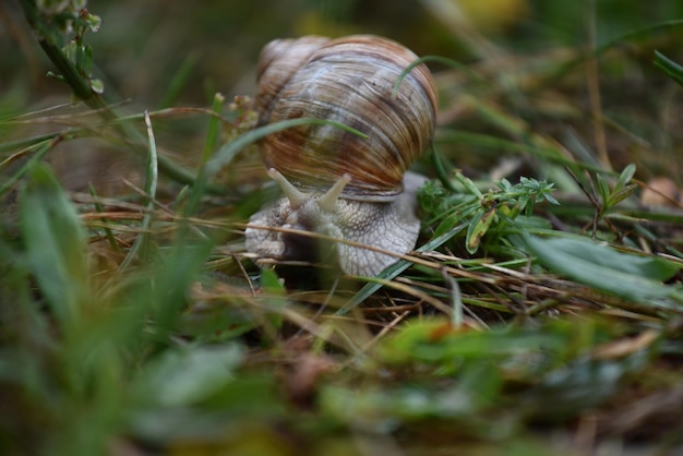 Foto nahaufnahme einer schnecke an land