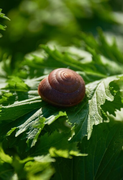 Foto nahaufnahme einer schnecke auf blättern