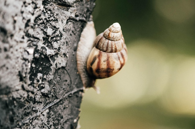 Foto nahaufnahme einer schnecke auf dem baumstamm