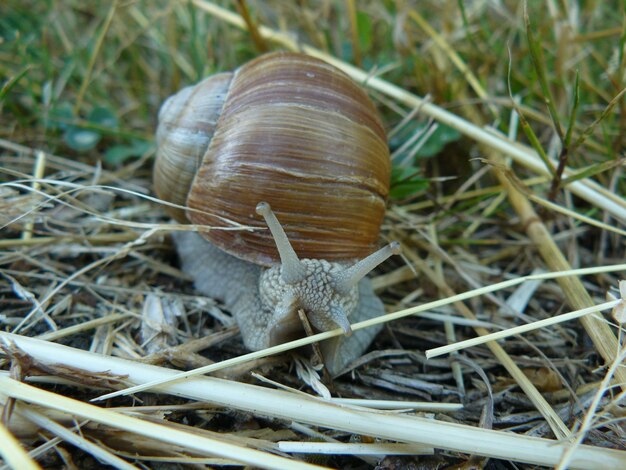 Nahaufnahme einer Schnecke auf dem Gras