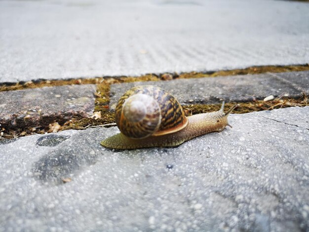 Nahaufnahme einer Schnecke auf der Straße