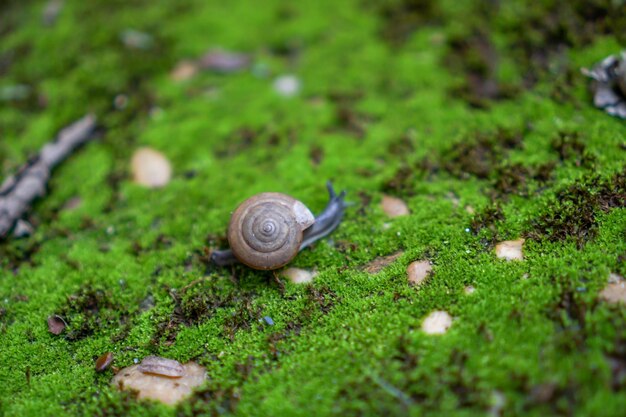 Foto nahaufnahme einer schnecke auf einem felsen