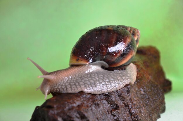 Foto nahaufnahme einer schnecke auf einem felsen