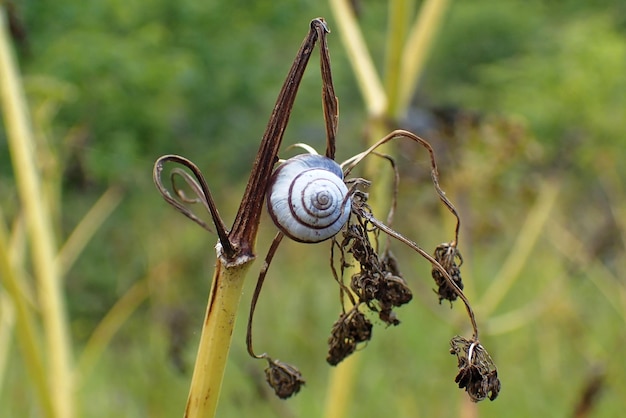 Foto nahaufnahme einer schnecke auf einer pflanze