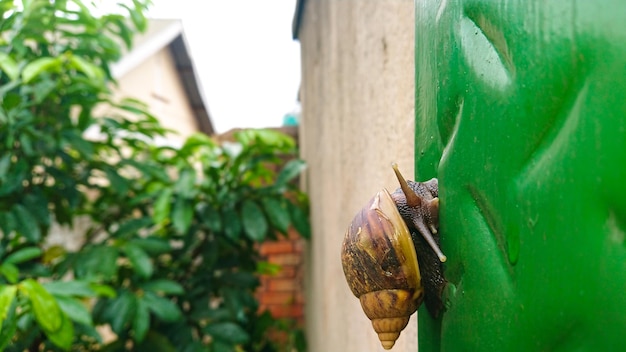 Nahaufnahme einer Schnecke auf einer Pflanze