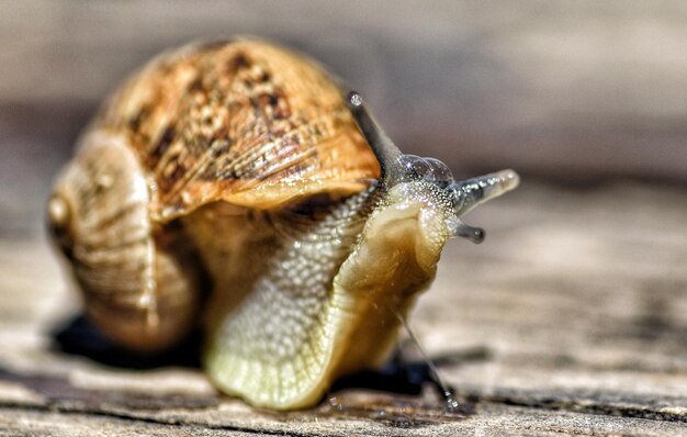 Foto nahaufnahme einer schnecke auf holz