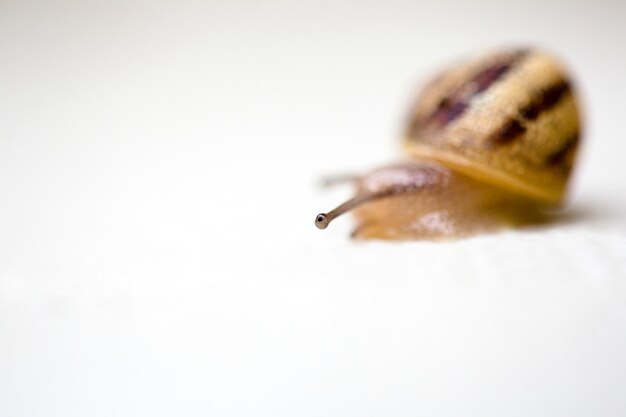 Foto nahaufnahme einer schnecke auf weißem hintergrund