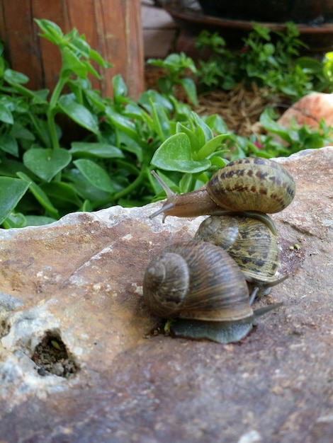 Foto nahaufnahme einer schnecke