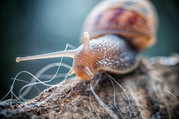 Foto nahaufnahme einer schnecke