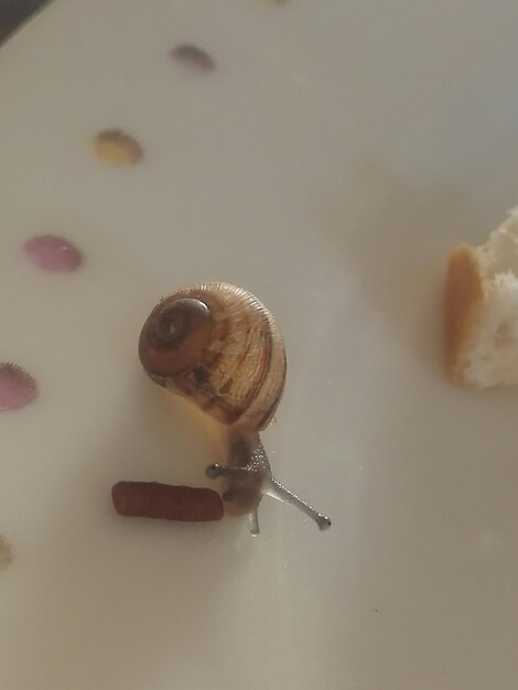 Foto nahaufnahme einer schnecke