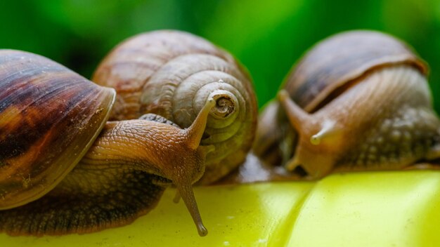 Foto nahaufnahme einer schnecke