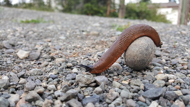 Foto nahaufnahme einer schnecke