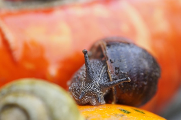 Foto nahaufnahme einer schnecke