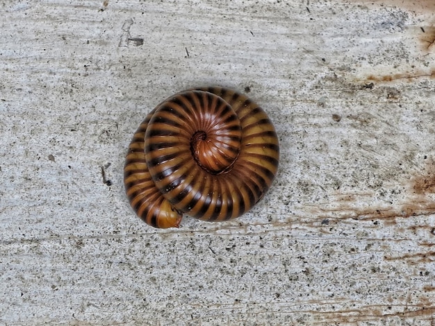 Foto nahaufnahme einer schnecke