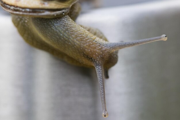 Foto nahaufnahme einer schnecke