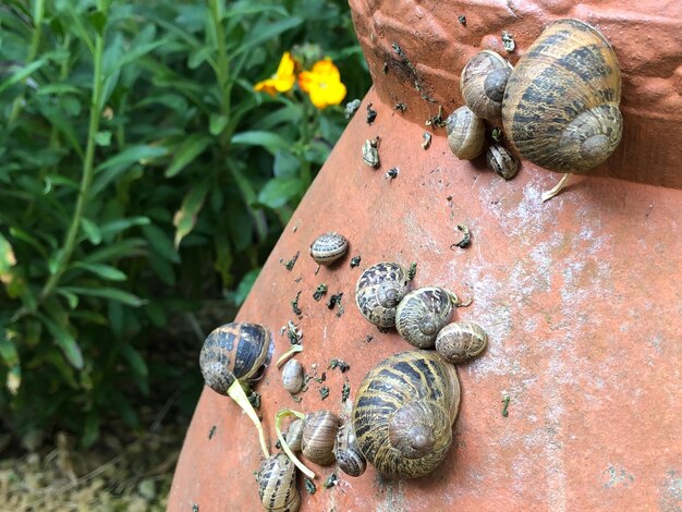 Foto nahaufnahme einer schnecke