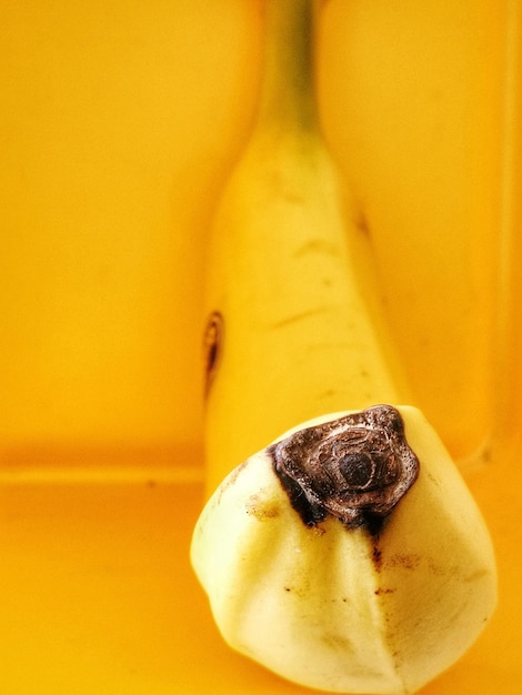 Foto nahaufnahme einer schnecke