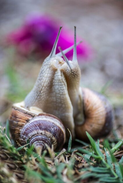 Foto nahaufnahme einer schnecke