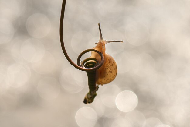 Foto nahaufnahme einer schnecke