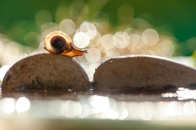 Foto nahaufnahme einer schnecke