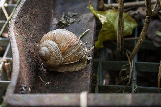 Foto nahaufnahme einer schnecke