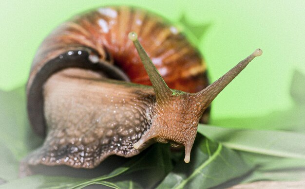 Foto nahaufnahme einer schnecke