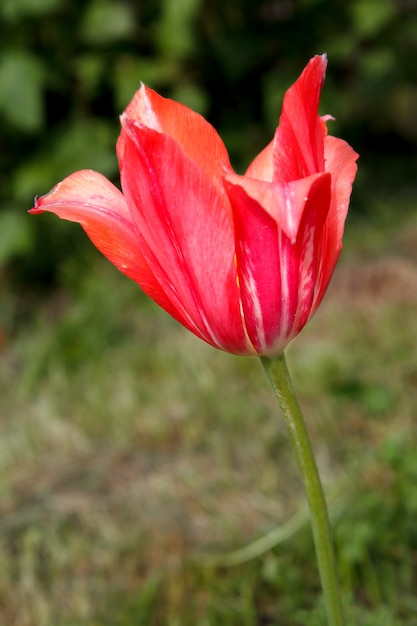 Nahaufnahme einer schönen blühenden Blume