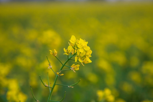 Nahaufnahme einer schönen blühenden gelben Rapsblume mit verschwommenem Hintergrund