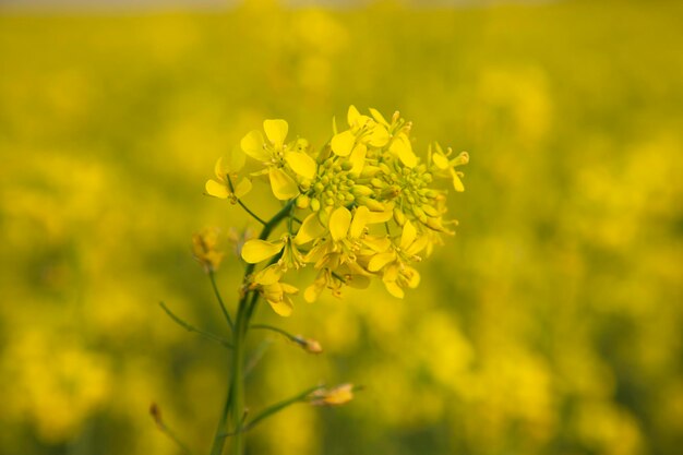 Nahaufnahme einer schönen blühenden gelben Rapsblume mit verschwommenem Hintergrund