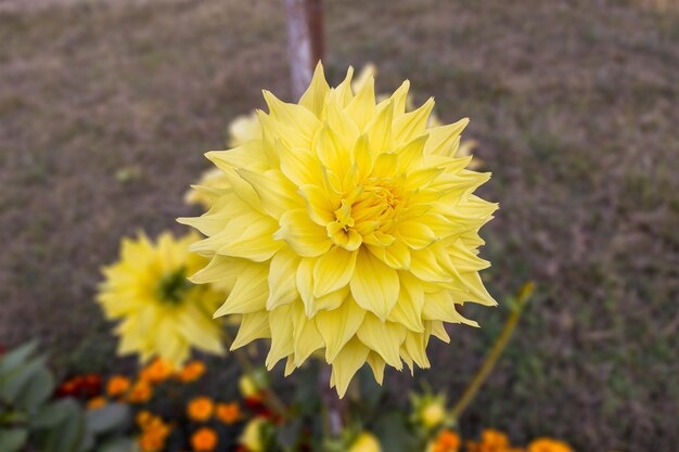 Nahaufnahme einer schönen Dahlienblüte im Garten