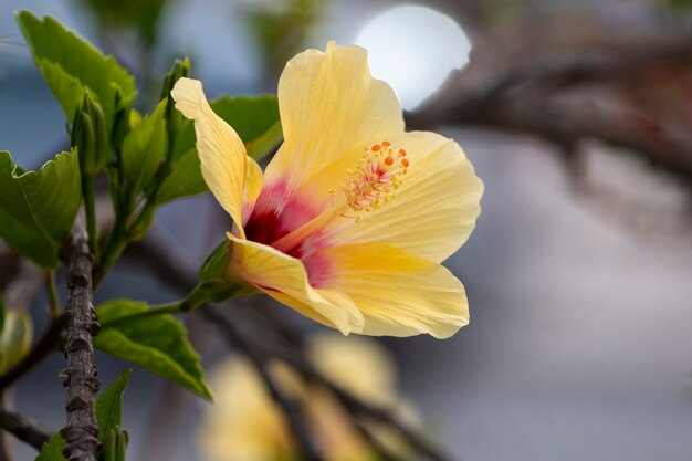 Nahaufnahme einer schönen gelben Hibiskusblüte im Garten.