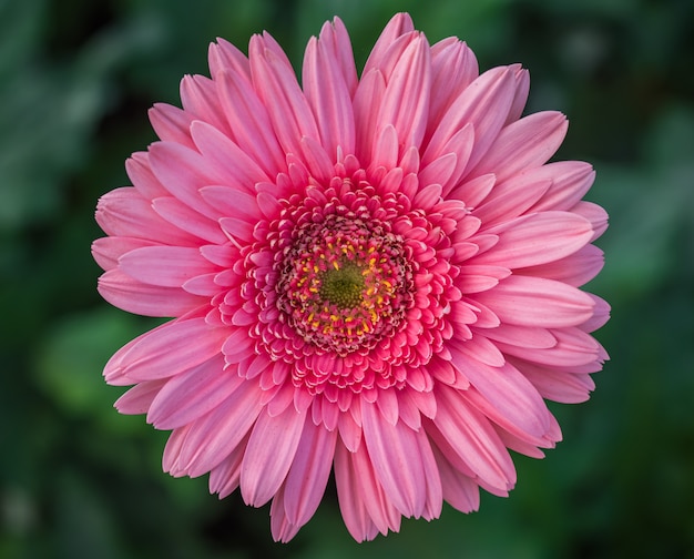 Nahaufnahme einer schönen Gerbera