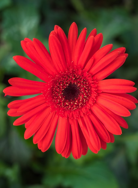 Nahaufnahme einer schönen Gerbera