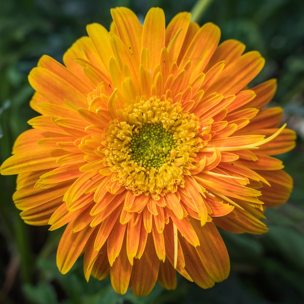 Nahaufnahme einer schönen Gerbera