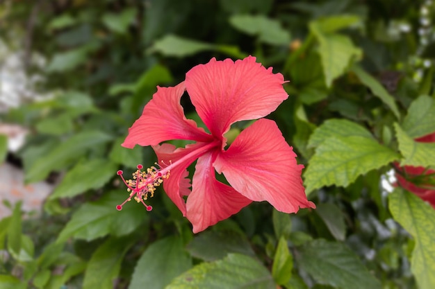 Nahaufnahme einer schönen Hibiskusblüte im Garten