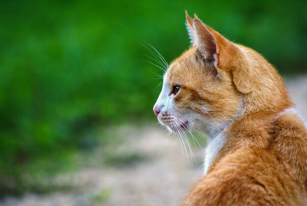 Nahaufnahme einer schönen Ingwerkatze