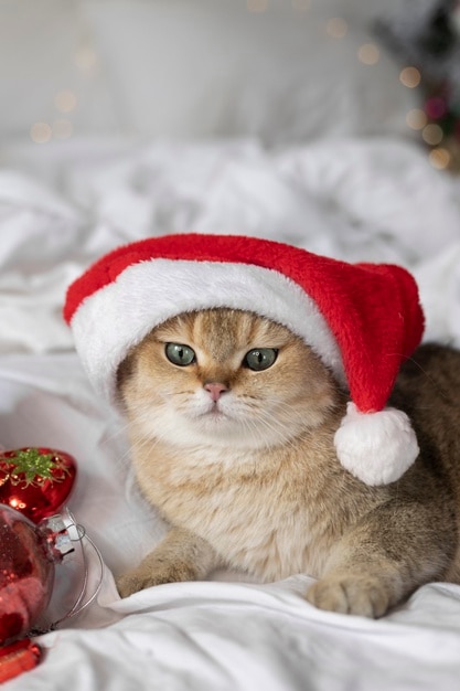 Foto nahaufnahme einer schönen katze in weihnachtskleidung