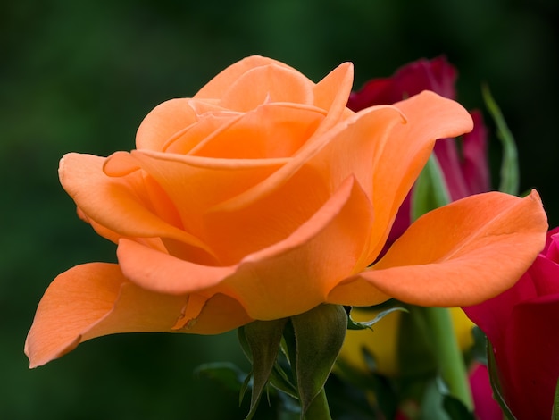 Nahaufnahme einer schönen orangefarbenen Rose