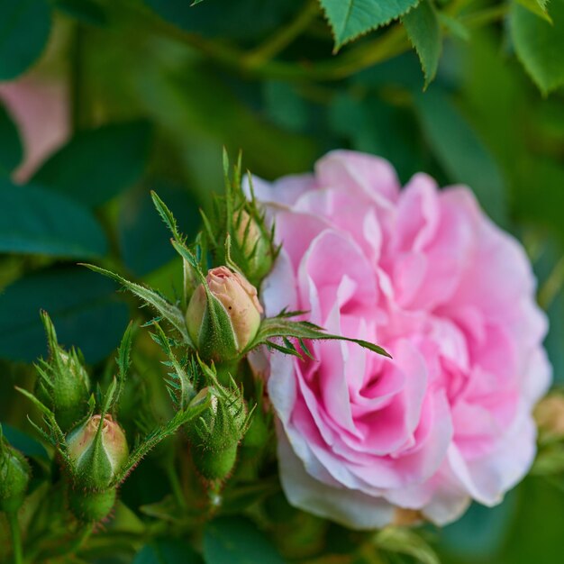 Nahaufnahme einer schönen rosa Rose, die im Sommer auf einem Baum in einem Hinterhofgarten wächst Zoom einer Blume, die auf einem grünen Busch inmitten von Grün und Pflanzen in einem Naturpark oder Feld blüht und blüht