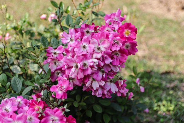 Nahaufnahme einer schönen Rosenblüte im Garten