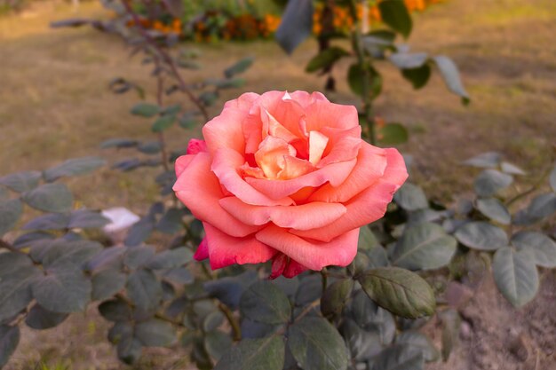 Nahaufnahme einer schönen Rosenblüte im Garten